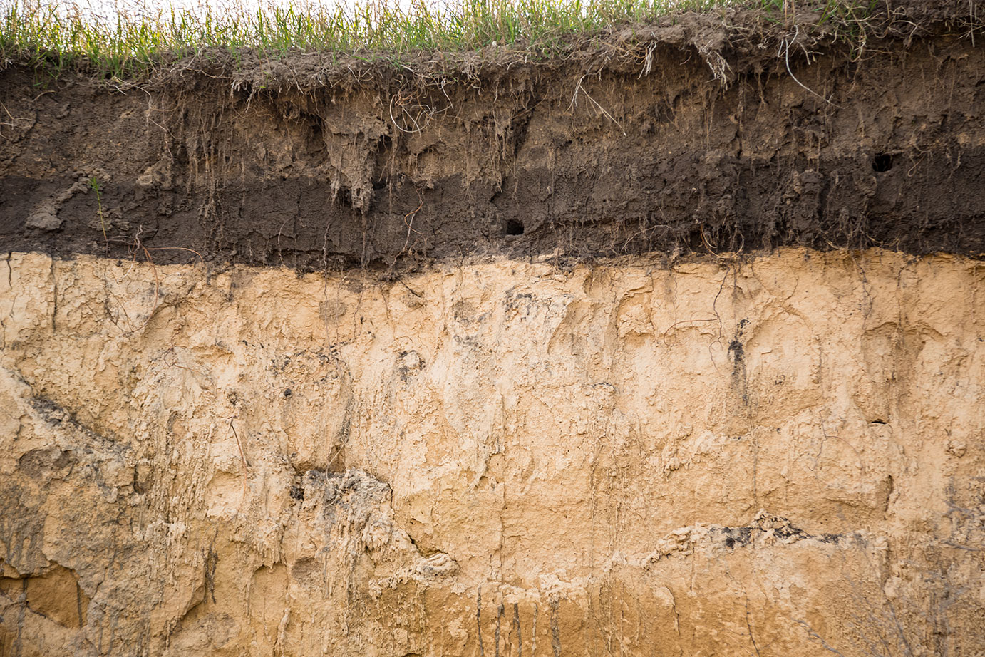 Clay pit soils