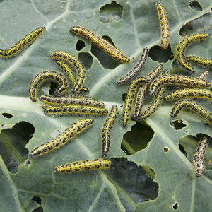 Use Integrated Pest Management