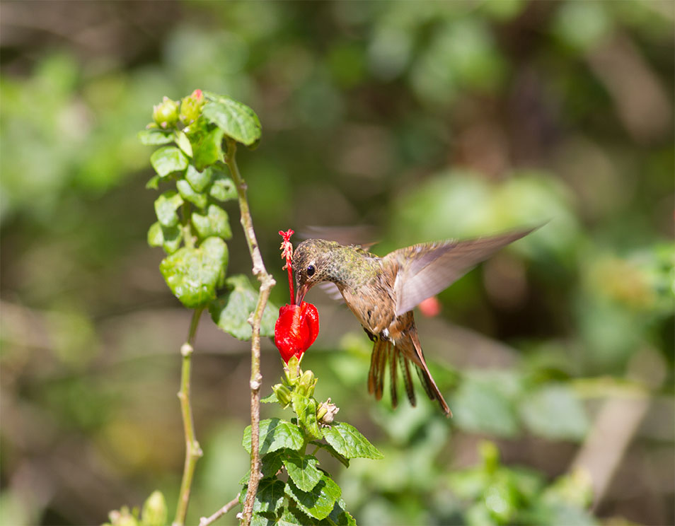 Hummingbird on turks-cap