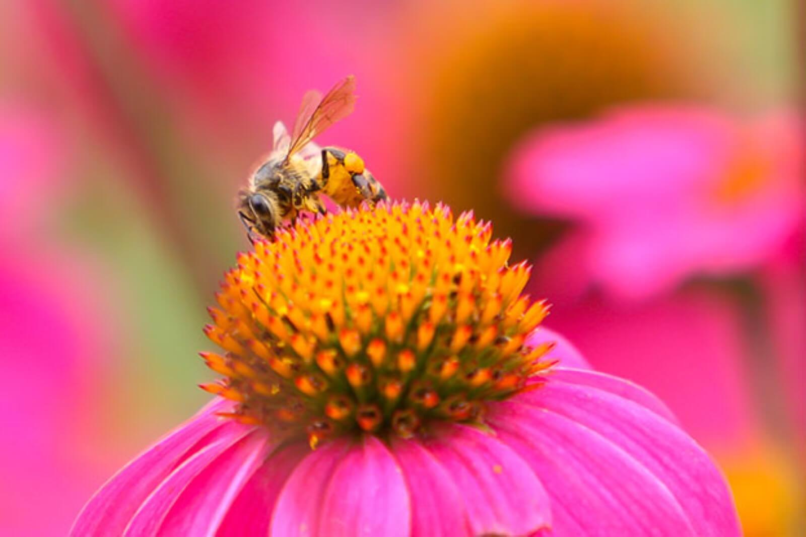 Pollinators - Landscape For Life