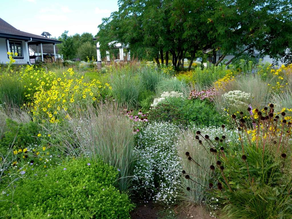 A vibrant garden filled with diverse native plants and wildflowers in full bloom, including yellow, white, and purple blossoms.